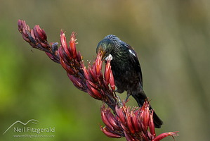 Tui