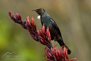 Tui