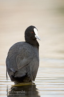 Australian Coot