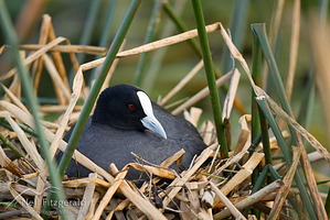 Australian coot on nest