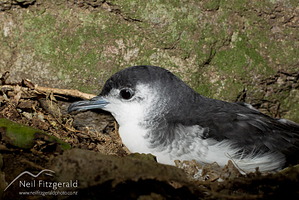 Little shearwater