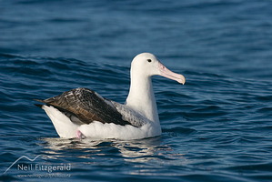 Northern royal albatross