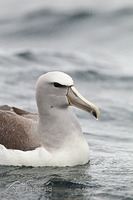 Salvin's Albatross