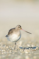 Eastern bar-tailed godwit