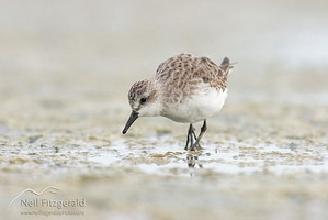 Red-necked stint