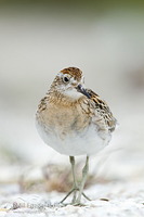 Sharp-tailed sandpiper