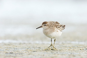 Sharp-tailed sandpiper