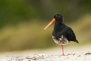 Variable oystercatcher