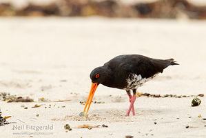 Variable oystercatcher