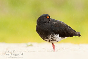 Variable oystercatcher