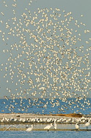 Wrybill flock