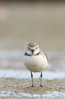 Wrybill