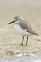 Wrybill