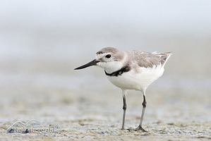 Wrybill