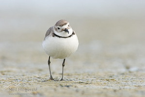 Wrybill