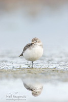 Wrybill