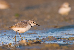 Wrybill