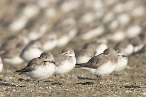 Wrybill