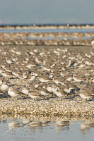 Wrybill
