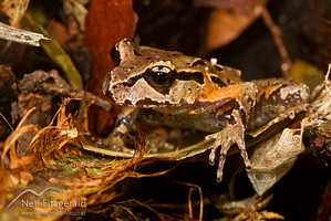 Archey's frog