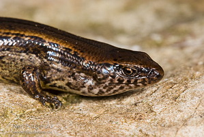 Copper skink