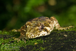 Forest gecko