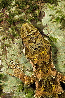 Forest gecko