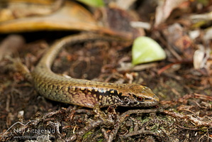 Hauraki skink