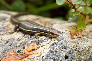 Moko skink
