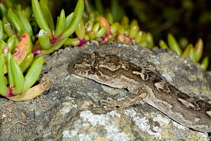 Mokohinau Gecko