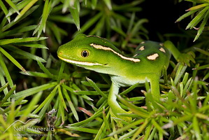 Aupouri (green) gecko