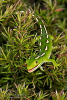 Aupouri (green) gecko