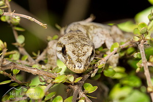 Pacific gecko