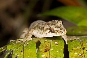 Pacific gecko