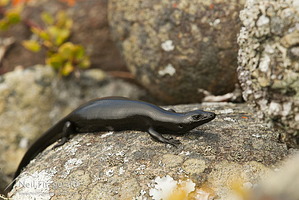 Shore skink