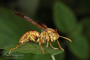 Polistes-olivaceus 4207