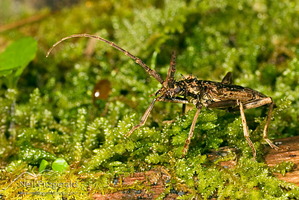 Spiny longhorn