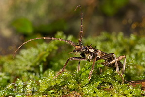Spiny longhorn