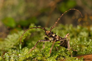 Spiny longhorn
