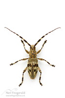 Squeaking longhorn
