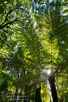 Temperate forest canopy