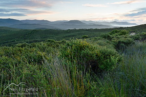 Spirits Bay gumland