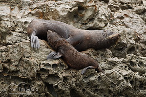 New Zealand fur seal