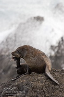 New Zealand fur seal