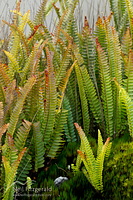 Thermal ladder fern
