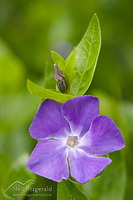 Periwinkle