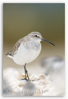 Curlew sandpiper