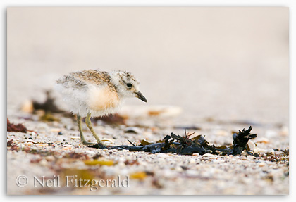 This active little New Zealand dotterel chick was feeding well away from its parent