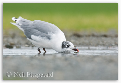 Franklin's gull drinking