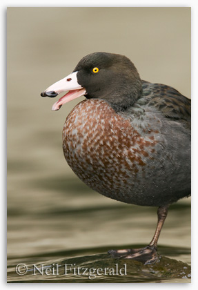 Whio / blue duck portrait Whio portrait